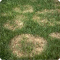erie fungicide lawn application