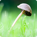 mushroom-control-erie