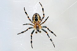 Erie spider proofing